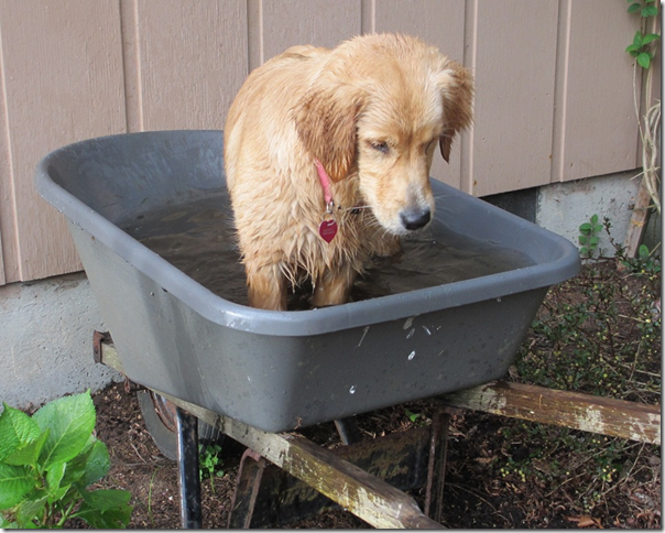 Wheelbarrow2