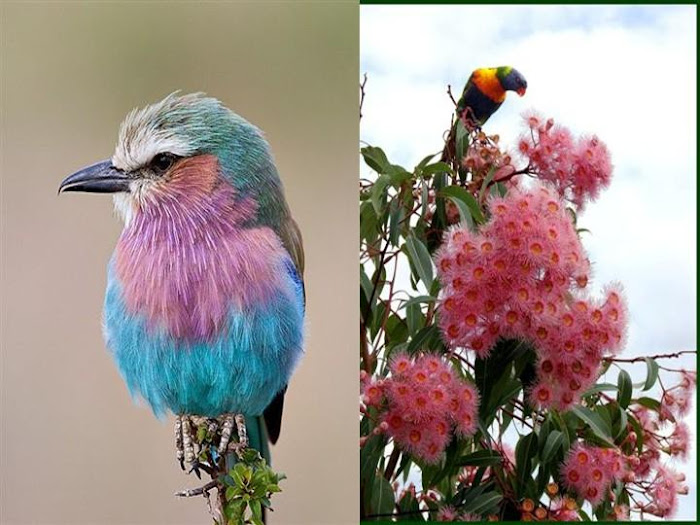 Birds and Animals - Awesome Photographs...