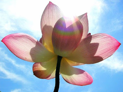 Pink Flower With Rainbow