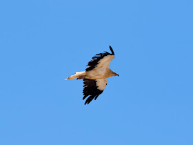 Egyptian Vulture - Embalse de los Molinos, Fuerteventura