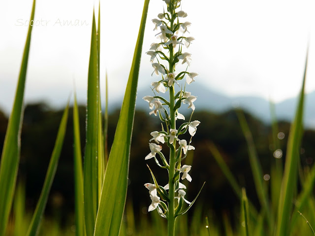 Platanthera hologlottis