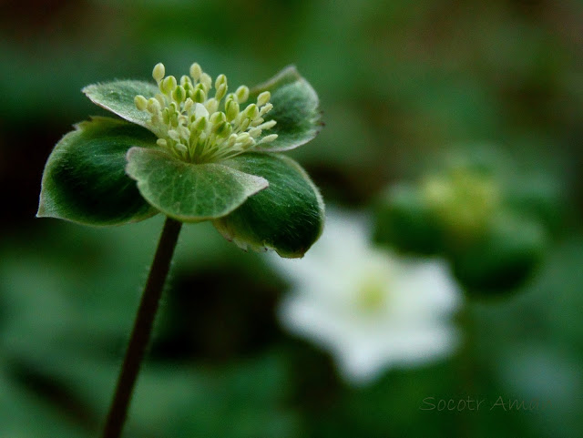 Anemone flaccida