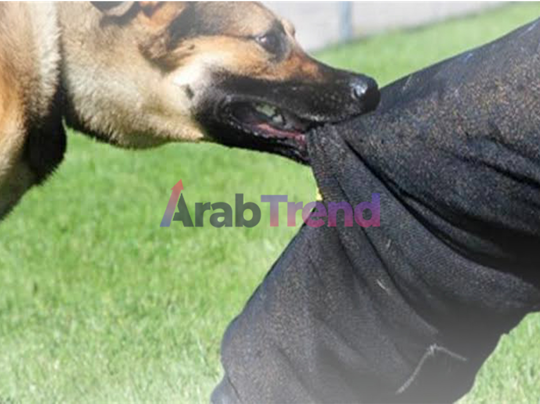 عقوبة حيازة الكلاب بدون ترخيص بعد قضية كلب أميرة شنب
