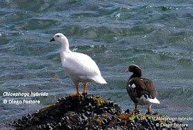 Cauquén blanco Chloephaga hybrida