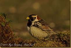 Lapland Longspur _ROT5658 NIKON D3S June 16, 2011 Lapland Longspur _ROT5658 NIKON D3S June 16, 2011
