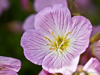 close up photo of a primrose photo by mbgphoto