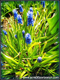 Primavera 2014: Flores de Boston