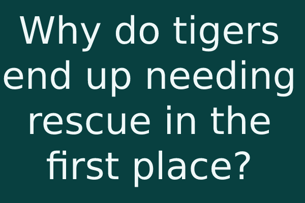 Why do tigers end up needing rescue in the first place?