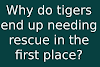 Why do tigers end up needing rescue in the first place?