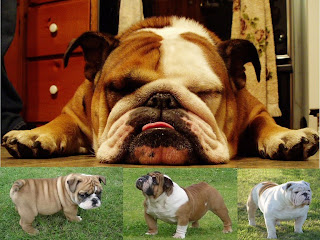english bulldog animal wallpaper dogs puppies pets