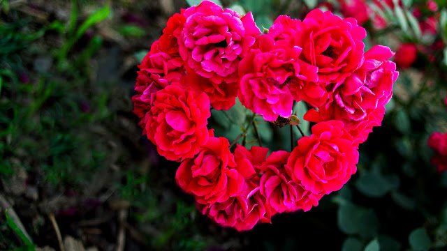 Red Rose Image Hd