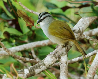 Suara Burung Yegua