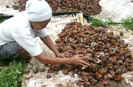 Make Mangosteen Peel As Medicine