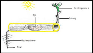 Pengertian dan Contoh Macam-Macam Gerak pada Tumbuhan