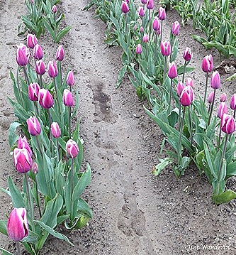 tulips81