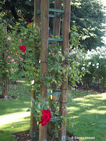 Dublin Bay climbing rose - Mona Vale Garden, Christchurch, New Zealand