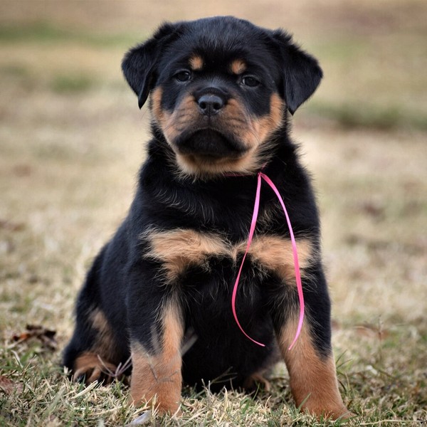 Female German Rottweiler Puppies For Sale Near Me