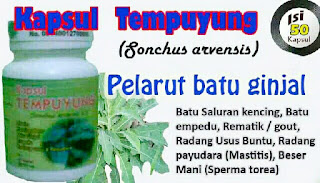 https://alamiherbalsurabaya.blogspot.com/2013/12/kapsul-ekstrak-tempuyung-herbal-peluruh.html