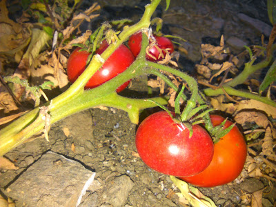 tomates maduros