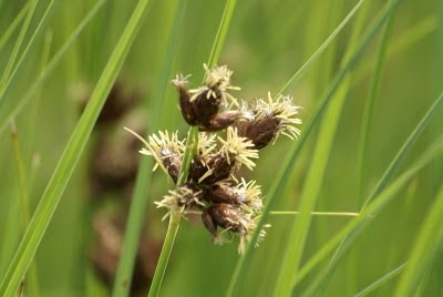 Kokel - Ruwe Bies - Schoenoplectus tabernaemontani