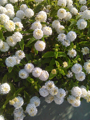 flores de lantana camara blancas