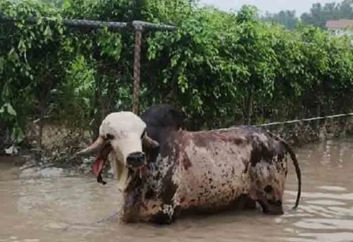 New Delhi, News, National, Bull, Rescued, Noida, Bull costing Rs 1 crore rescued from flood-hit area in Noida.