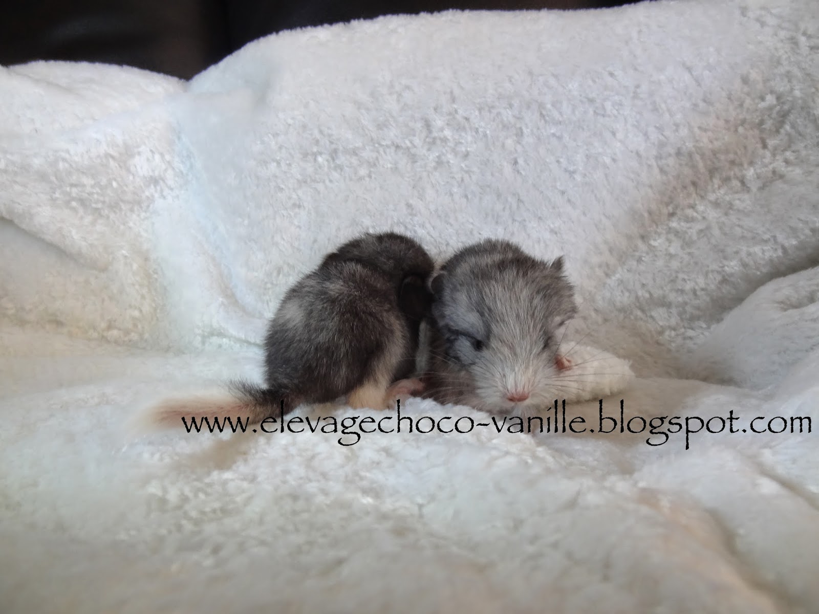 Choco Vanille Chinchillas Mica Elevage Pedigree Quebec Cout De La Reproduction