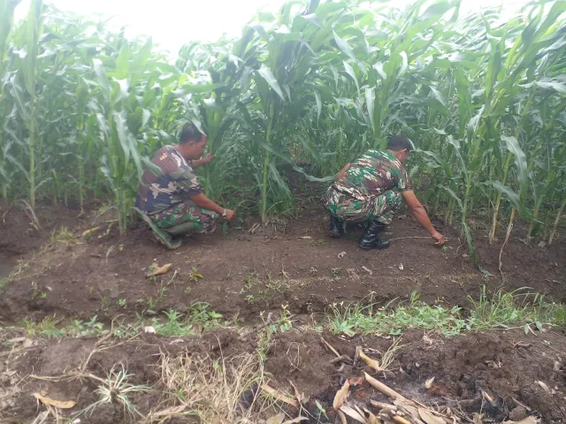 Tanaman Jagung di Lahan Demlot Kodim Pemalang Bertumbuh Subur