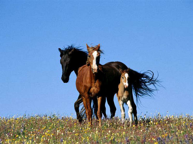 [Beautiful+Colors+of+Horses+(6).jpg]