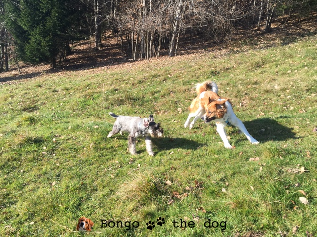 Bongo & Luna