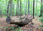 Dead Tree at Mills. Mills Reservation Cedar Grove New Jersey