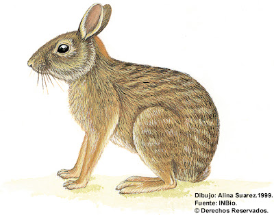 tapeti Sylvilagus brasiliensis