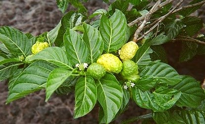 Buah mengkudu