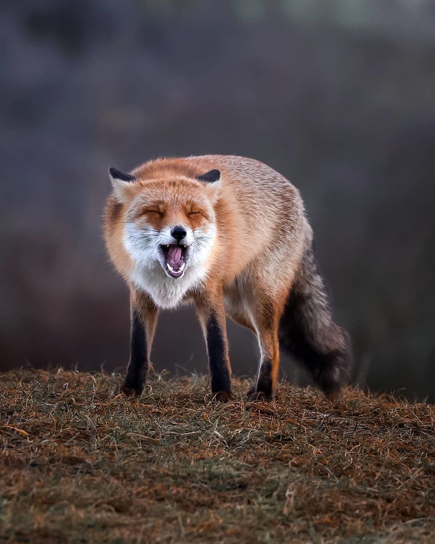 Finnish Photographer Shows The Beauty Of Fairy Forests In Finland