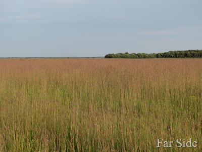 Tall Grass Prairie