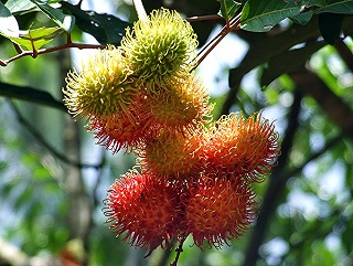 Berbagai Jenis Rambutan  Di Indonesia adenalfi Info Dan 