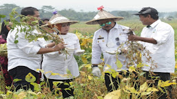 Varietas Migo Sukses, Kabupaten Serang Bersiap Jadi Sentra Kedelai