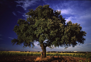 FOTOS DE ARBOLES