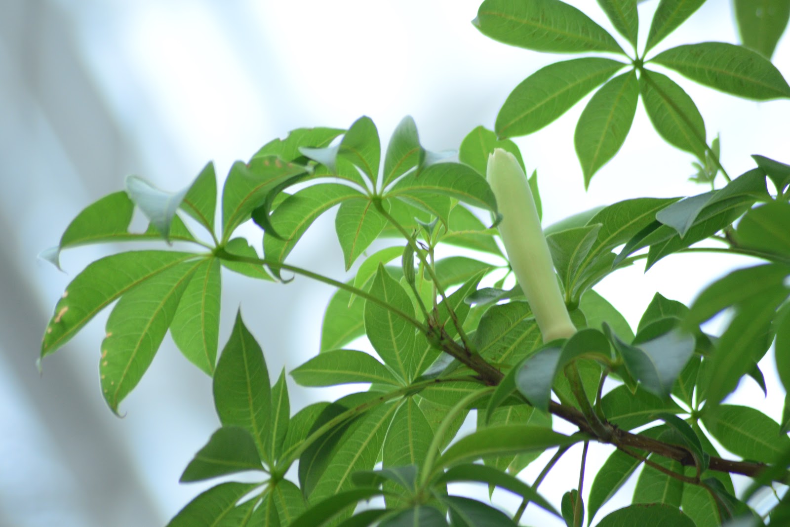 広島市植物公園ブログ 9月 19