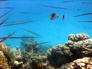 Pipe Fish