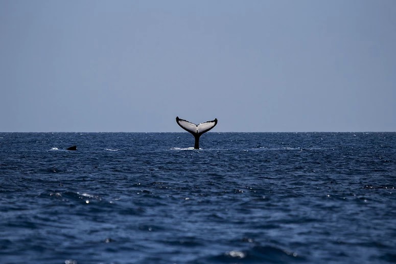 Baleia gigante afunda veleiro no Pacífico