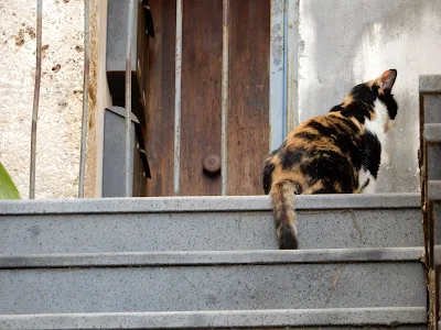 サレルノで見つけた猫