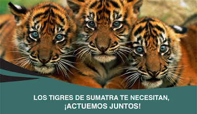 Tigres de Sumatra