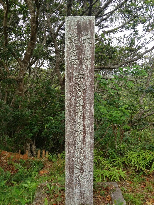 国頭村安波の普久川下流域にある大自然を満喫できる タナガーグムイ 沖縄放浪日記