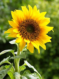 Gambar Bunga Matahari Paling Indah 20003_Sunflower