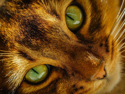 Cat Standard Resolution HD Wallpaper 29