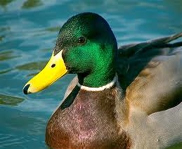 Amazing Pictures of Animals, photo, Nature, exotic, funny, incredibel, Zoo,  Mallard, Wild Duck (Anas platyrhynchos), Alex (14)