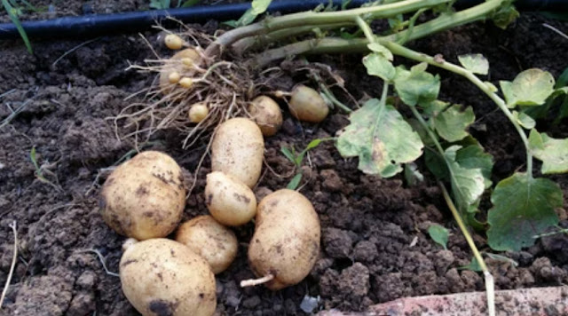 When to Care and Irrigate Potatoes in the Kitchen Garden