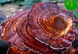 Turkey Tail Mushroom Products In India