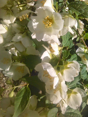 philadelphus coronarius